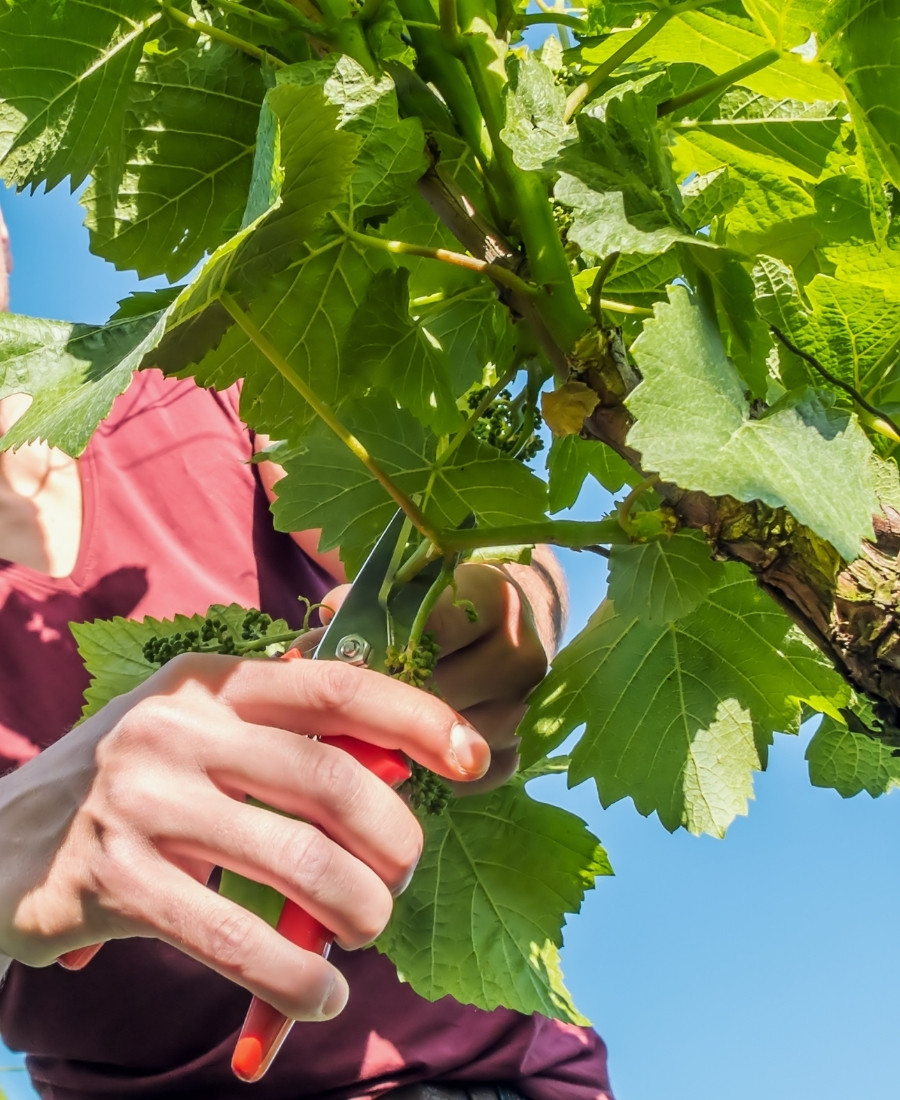 Vigneron