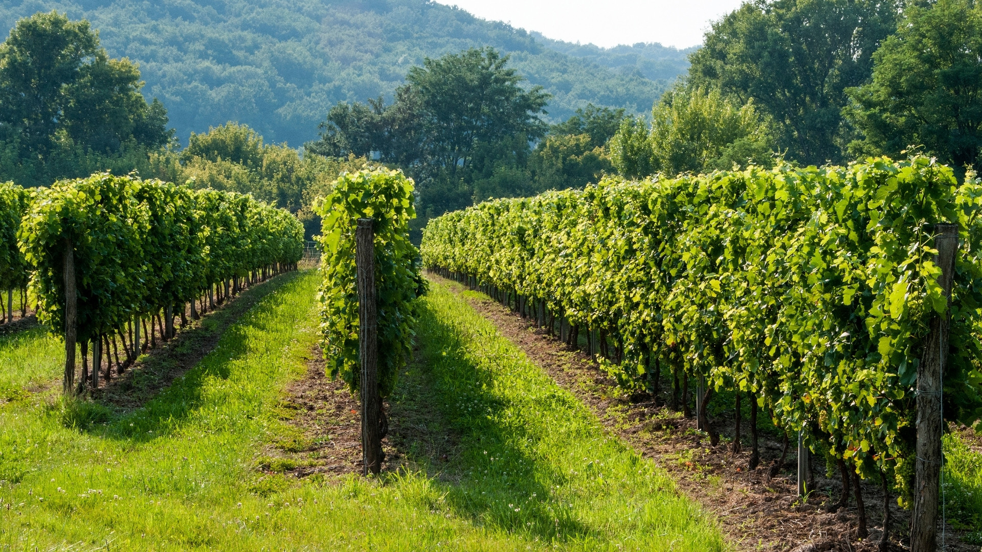 Vignes de Bergerac