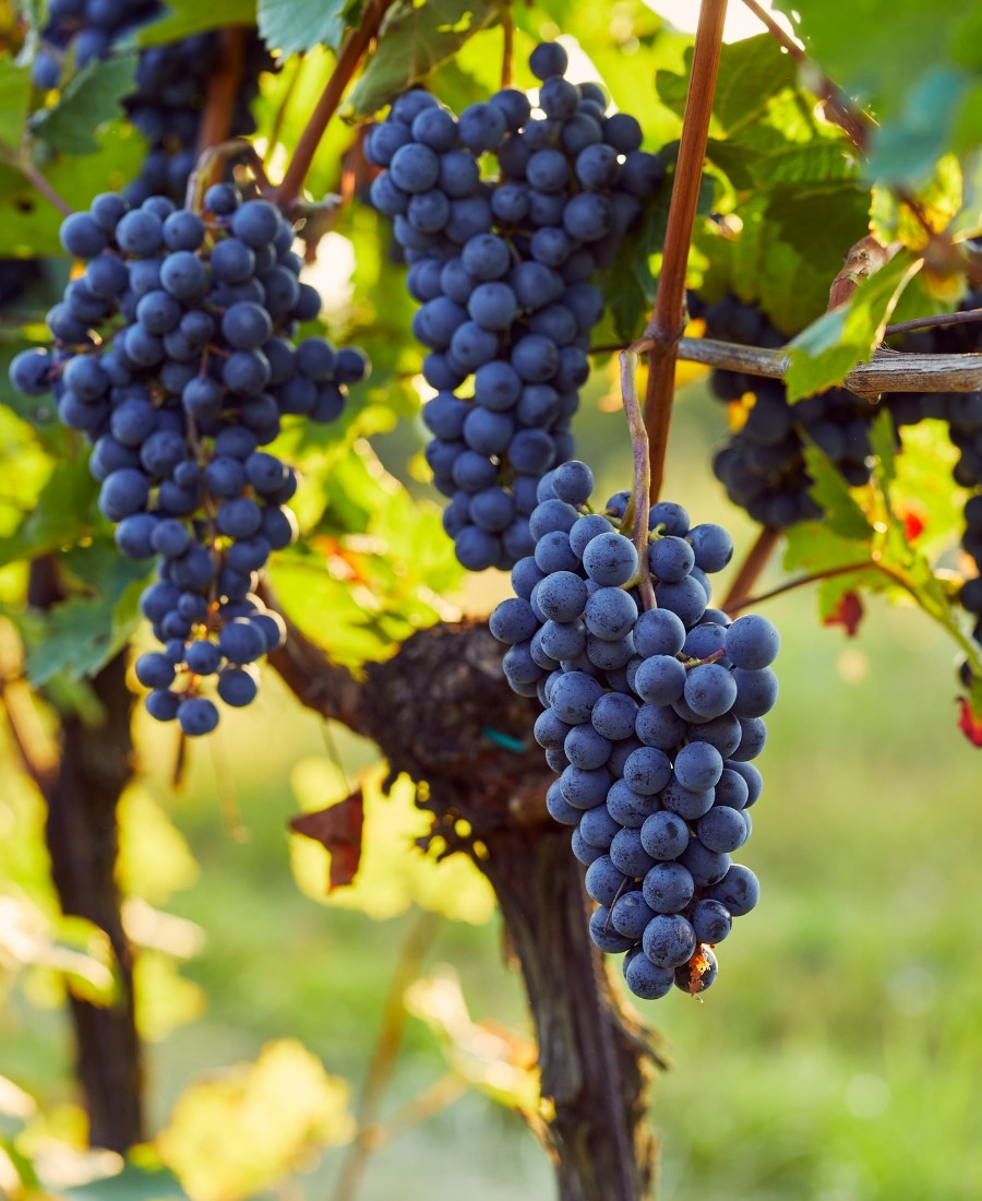 vignes dordogne