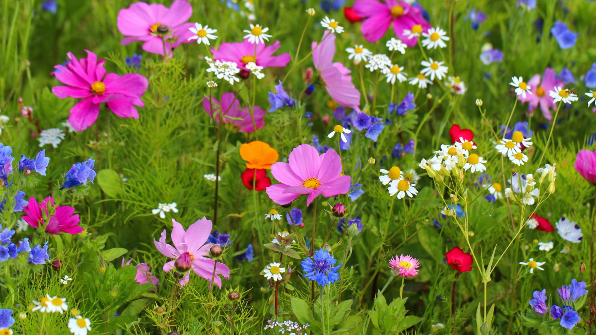 fleurs du perigord
